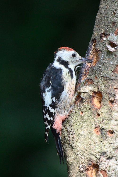 let's see your woodpeckers