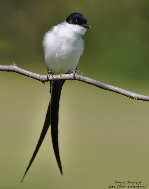 Who wouldn't call this bird a Scissor-tailed flycatcher ? Look at the tail.