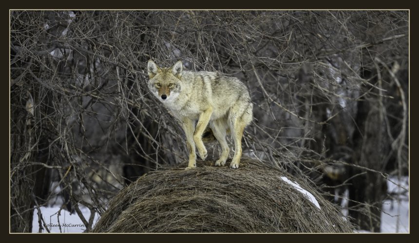 Early Morning Coyote
