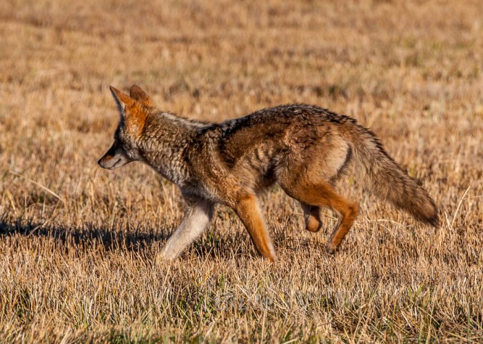 The Coyote Thread