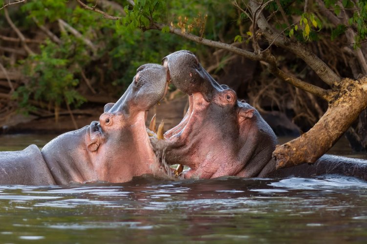 Battling Hippos on the Grumeti River