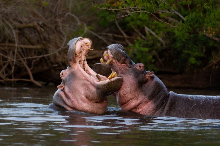 Battling Hippos on the Grumeti River