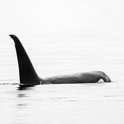 Oldest Male West Coast Bigg's Orca