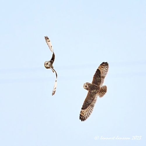 Short-eared Owl. Aerial acrobatics