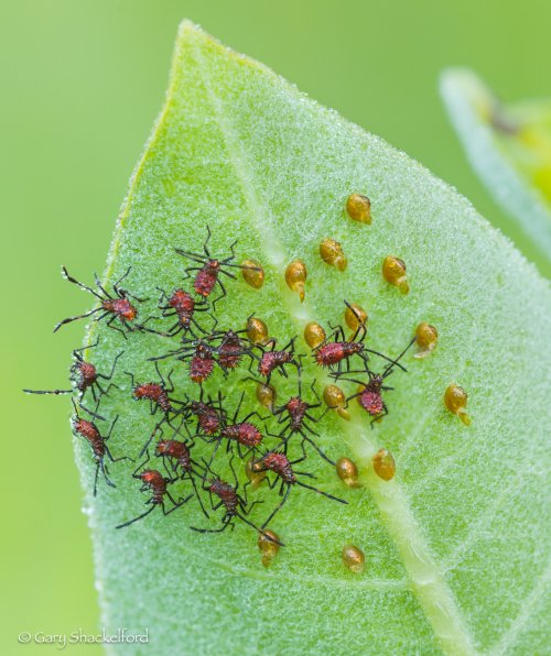 Newly emerged helmeted squash bug nymphs and egg cases on a common milkweed leaf