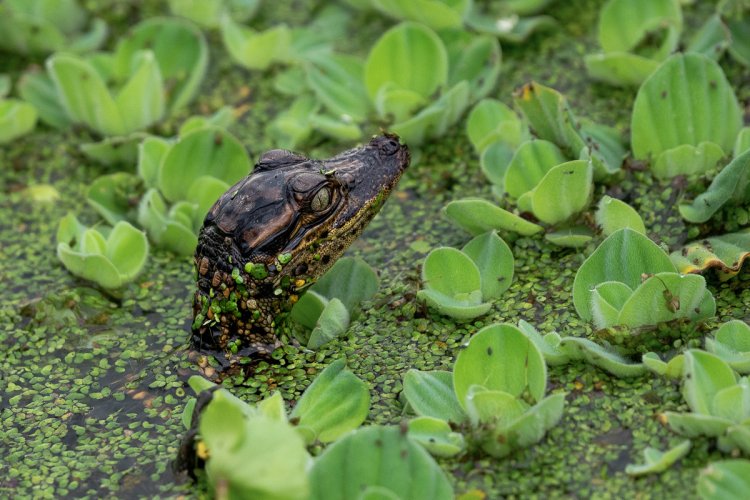 Baby Alligator Hiding Among Aquatic Vegetation