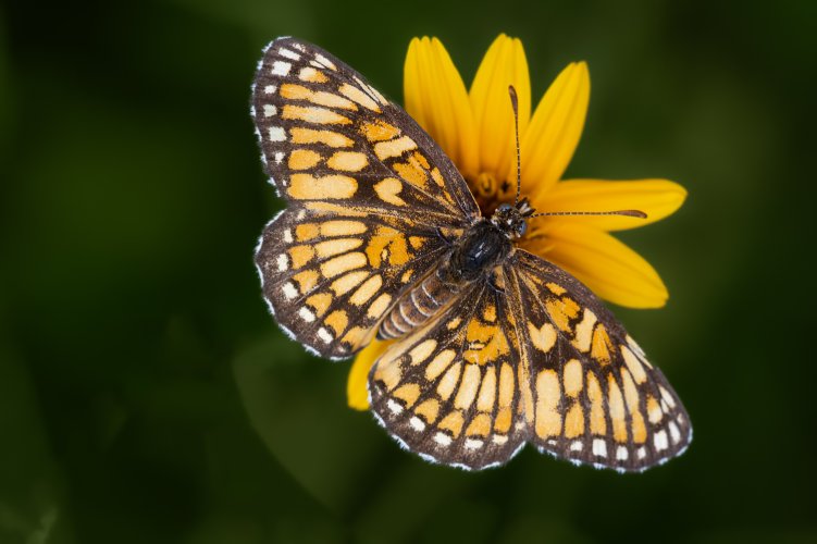 Brushfoot Butterflies - Lower Rio Grande Valley, TX