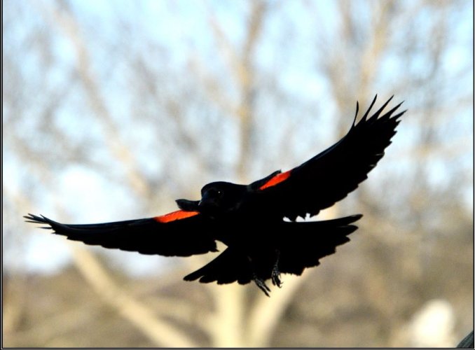 Red Winged Blackbird on Final Approach