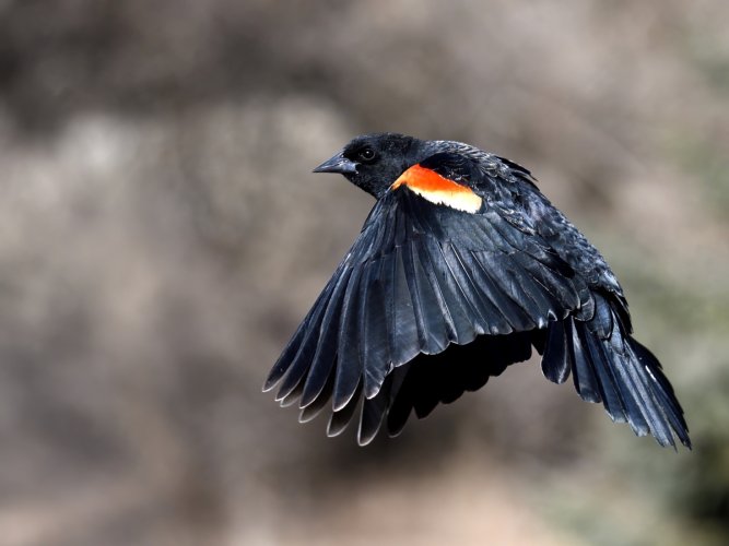 Red Winged Blackbird on Final Approach