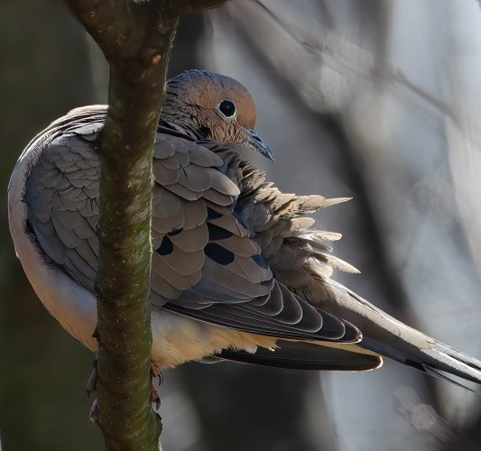 Mourning (Dove) Stretch