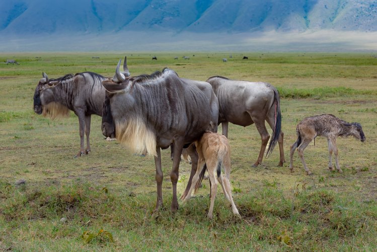Newborn Wildebeest in Ngorongoro Crater