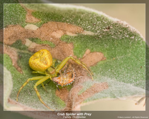Crab Spider with Dinner