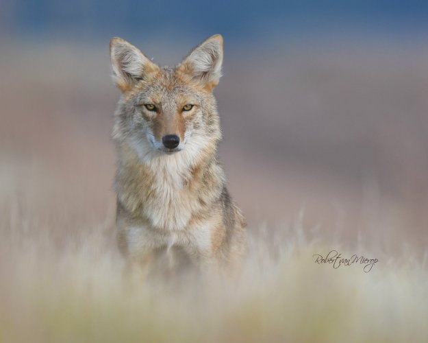 The Coyote Thread