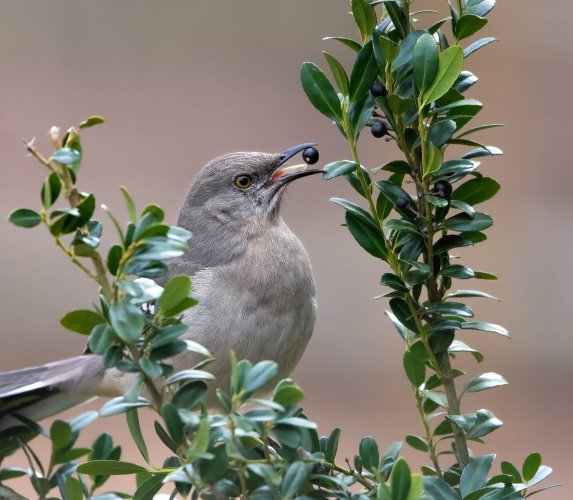 Songbird Snacking