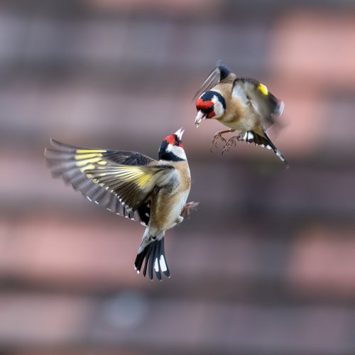 Aggressive Goldfinches