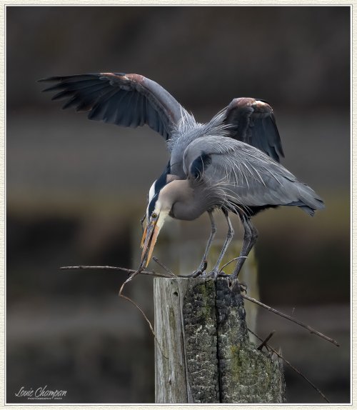 It's Nesting time for the Great Blue Herons...
