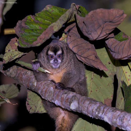 Mammals in the subtropics of Ecuador