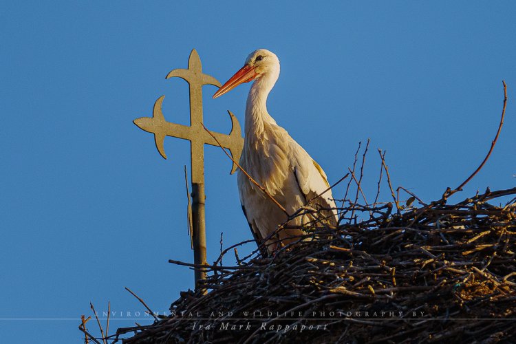 Religious Storks