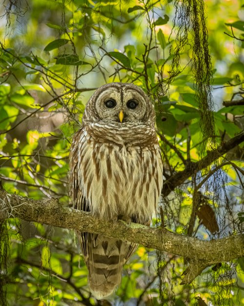 First Barred Owl