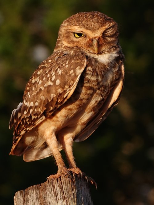 Introduction and burrowing owl (1st post)