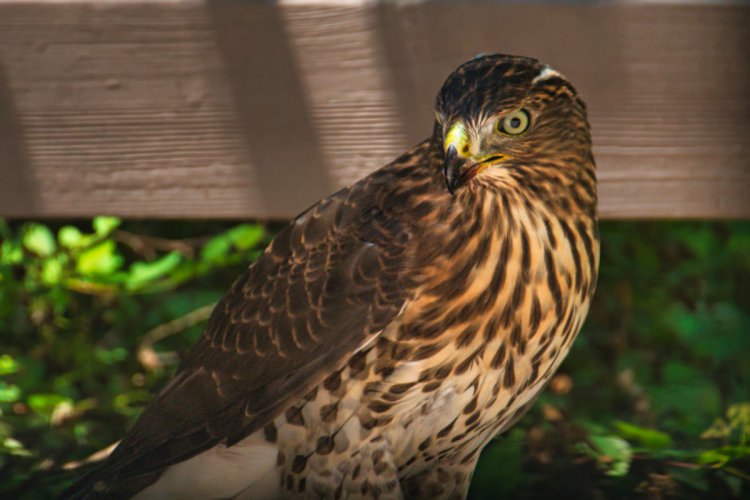Cooper's hawk(?) Eating Blossoms.  I didn't know they were vegetarians.