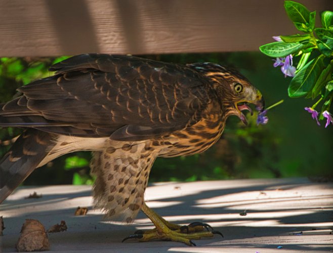 Cooper's hawk(?) Eating Blossoms.  I didn't know they were vegetarians.