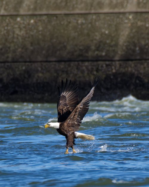 Conowingo Dam (bald eagles)