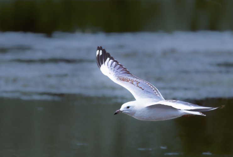 Silver Gull in Flight