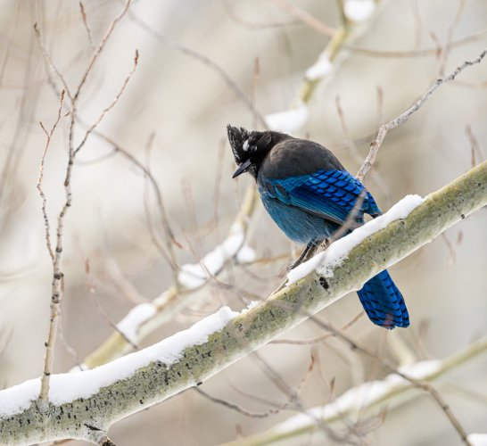 Steller's Jay in the trees Z9 and Z800pf