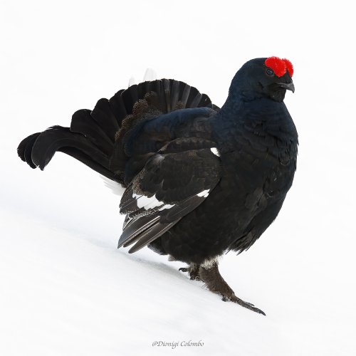 Black grouse on parade