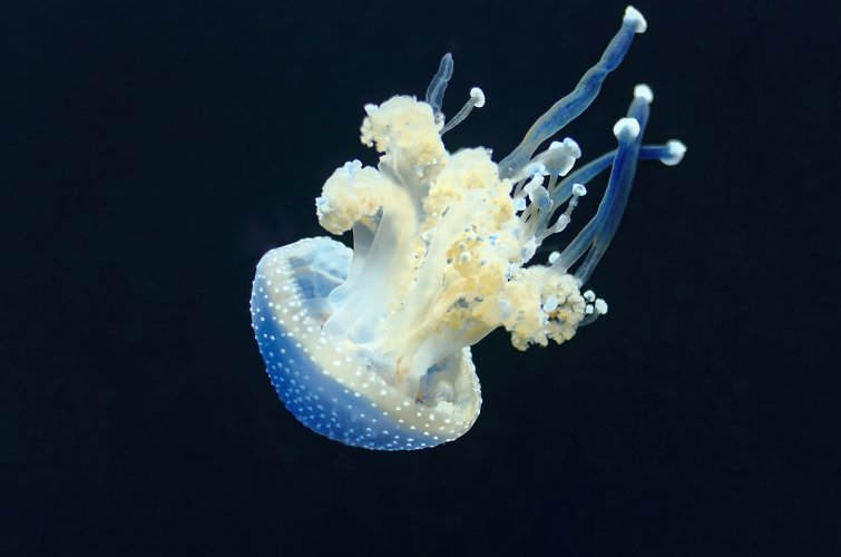 Jellyfish at Monterey Bay Aquarium