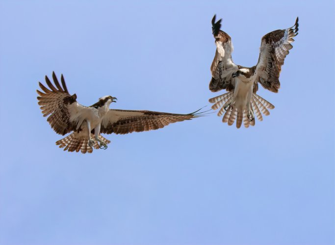 Osprey Communicating