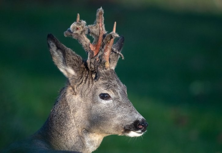 Deer Buck Portrait