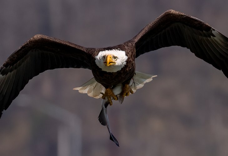 'Nother Eagle