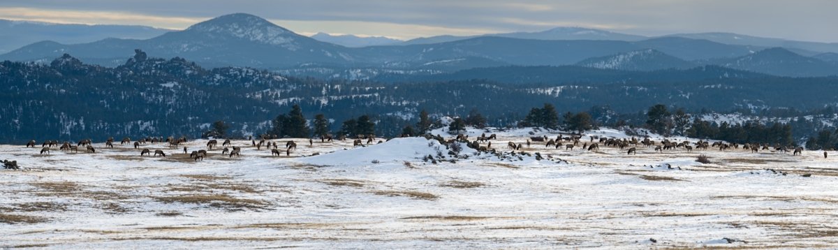 Front Range Elk Panorama