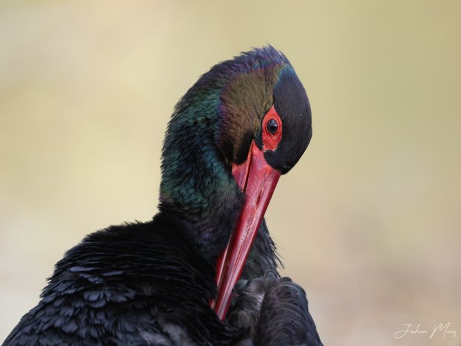 Black stork up close