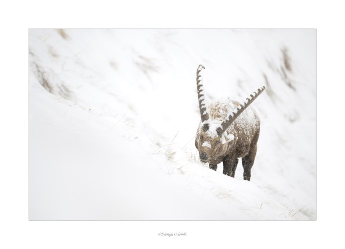 The ibex and the snow