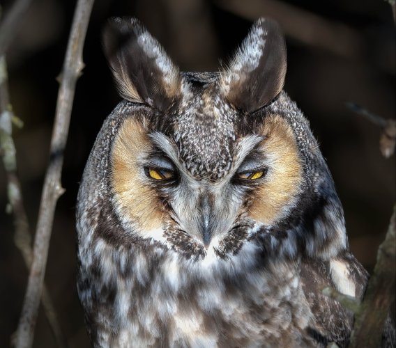 My Favorite Long-eared Owl, Head Shot