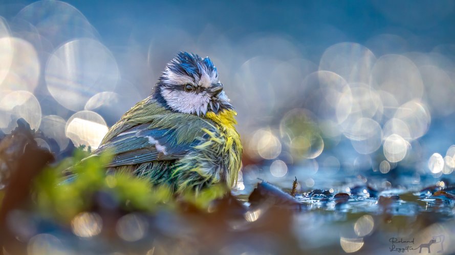 The Blue Tit in bath, with bokeh bubbles
