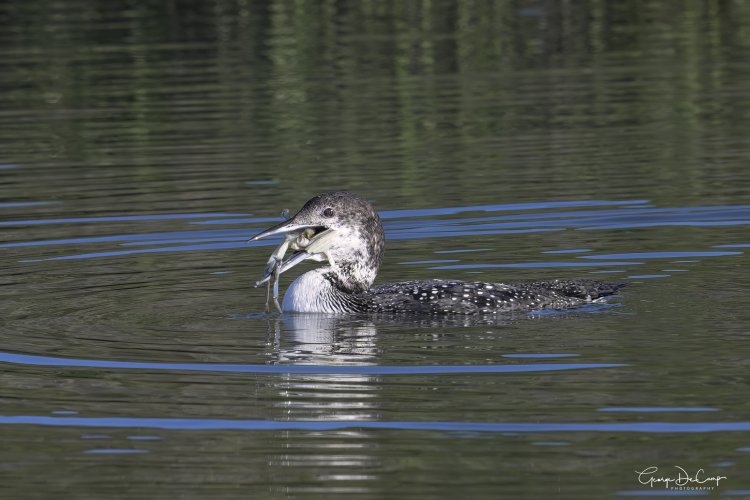 Common Loon with crab breakfast