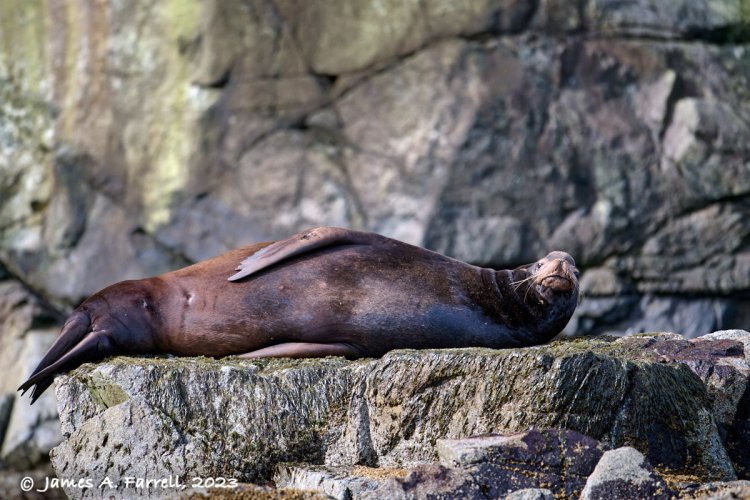 A personable, show-off Calif. Sea Lion