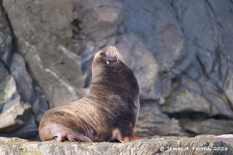 A personable, show-off Calif. Sea Lion