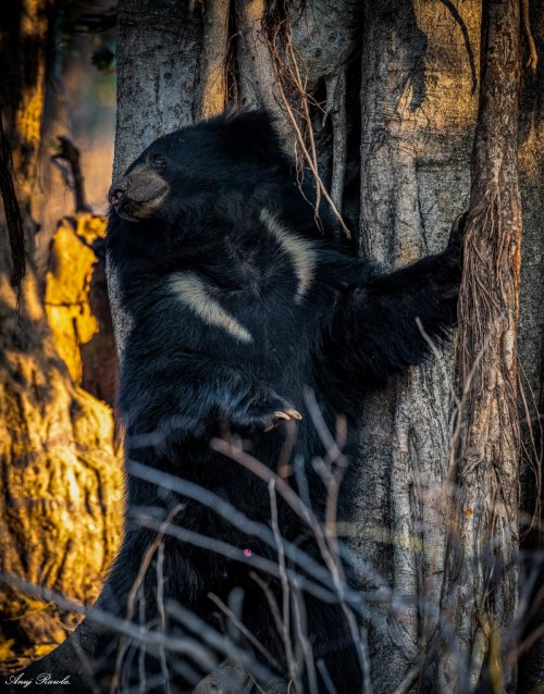Sloth Bear having a back rub.