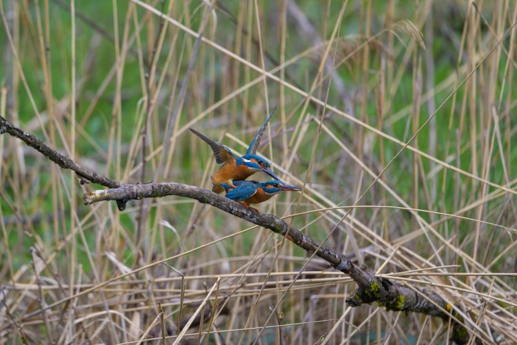Spring fever among the kingfishers