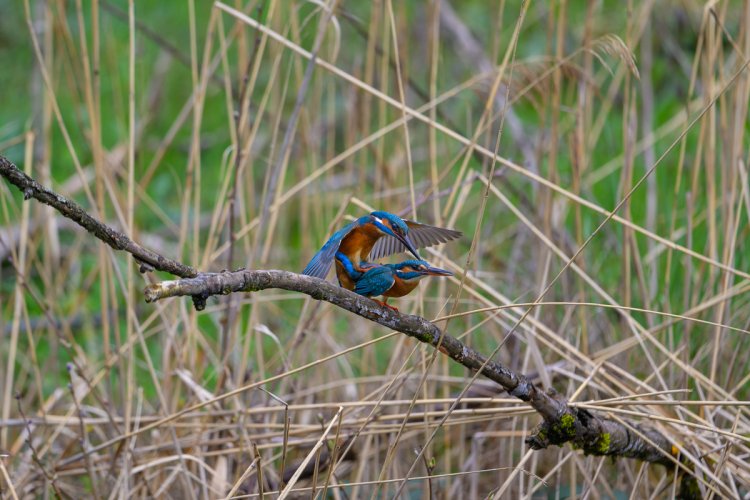Spring fever among the kingfishers