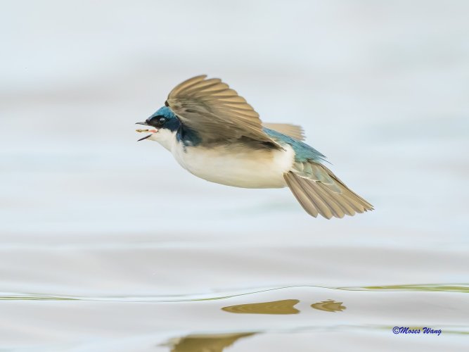 Tree swallow picks up food (not know what it is, mushroom?)