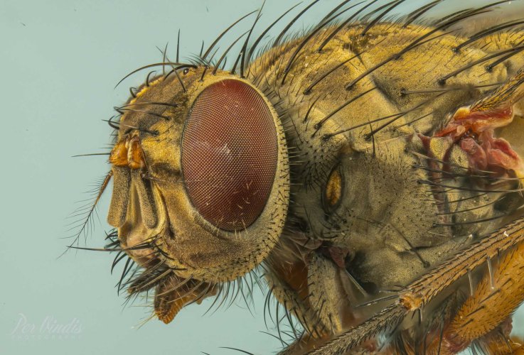 Portrait of a small fly.