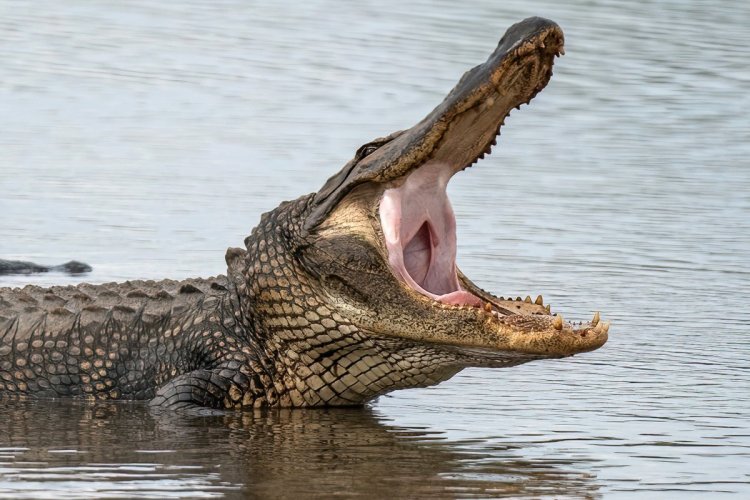 Big Boy (Alligator mississippiensis)