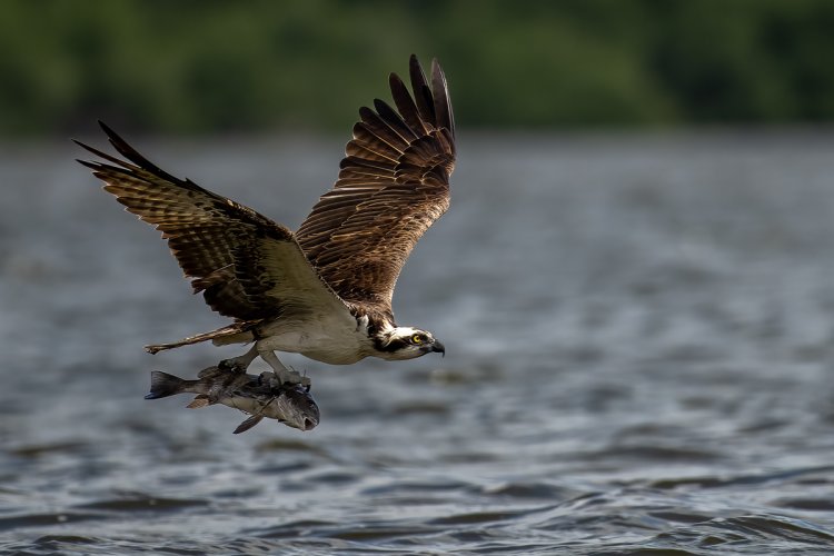 Osprey with catch