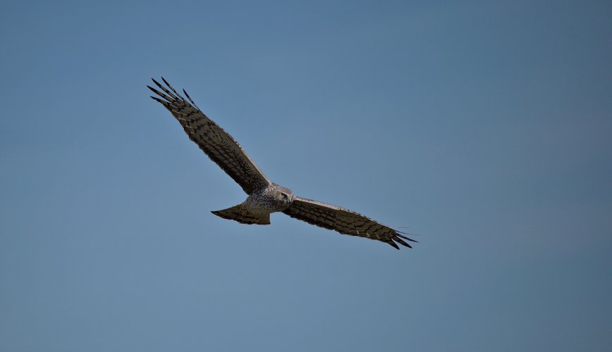 Northern Harrier with the Nikon Z6